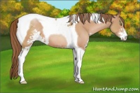 Horse Color:Brown Pearl Sabino Tobiano 