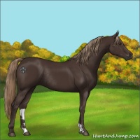 Horse Color:Liver Chestnut Rabicano 