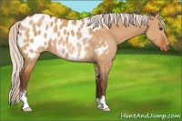 Horse Color:Silver Bay Dun Sabino Appaloosa Rabicano 