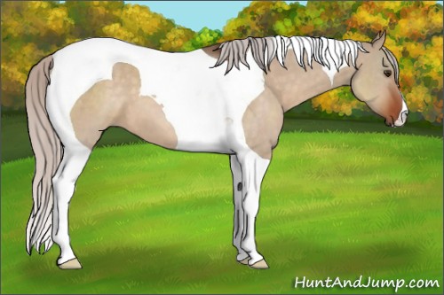 Horse Color:Silver Brown Dun Tobiano 