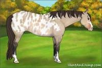 Horse Color:Bay Dun Sabino Appaloosa