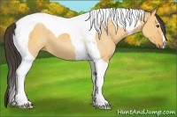 Horse Color:Buckskin Dun Tobiano
