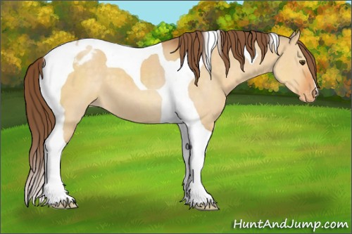 Horse Color:Buckskin Dun Tobiano Appaloosa