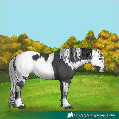 Horse Color:Grullo  and Gray Grullo 