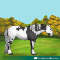 Horse Color:Grullo  and Gray Grullo 