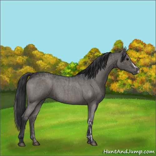 Horse Color:Grullo  and Grullo Roan 
