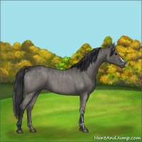 Horse Color:Grullo  and Grullo Roan 