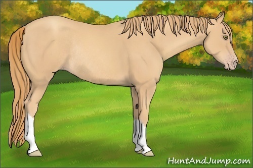 Horse Color:Gold Champagne Rabicano 