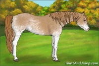 Horse Color:White Spotted Red Roan 