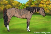 Horse Color:Grullo and Bay Dun