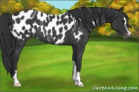 Horse Color:Black Sabino Appaloosa Rabicano 