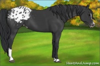 Horse Color:Black Sabino Appaloosa 