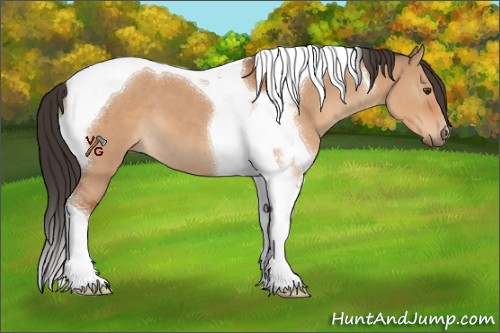 Horse Color:Bay Dun Tobiano