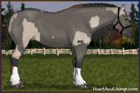 Horse Color:Red Dun  and Grullo 