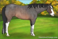 Horse Color:Buckskin Roan Splash 