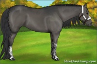 Horse Color:Grullo  and Grullo 