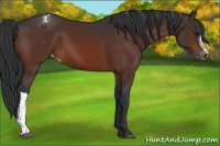 Horse Color:Brown Appaloosa 