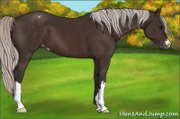 Horse Color:Silver Brown Varnish 