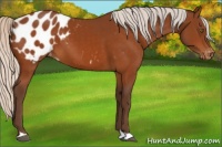 Horse Color:Silver Buckskin Appaloosa 
