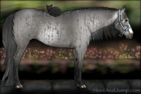 Horse Color:Grullo Roan  and Gray Grullo Roan 