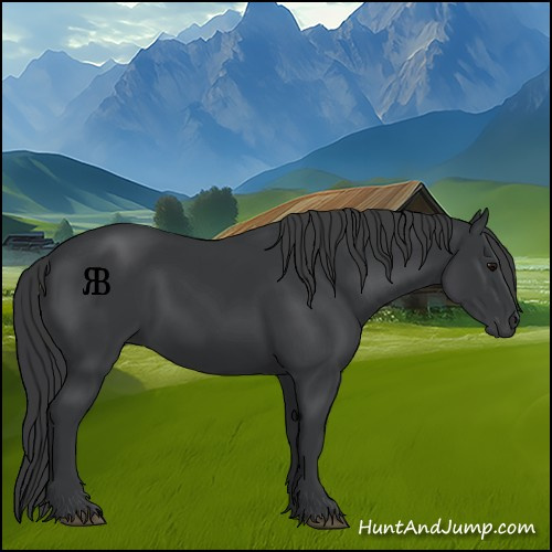 Horse Color:Black 