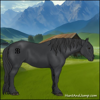 Horse Color:Black 
