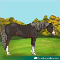 Horse Color:Liver Chestnut Mushroom 