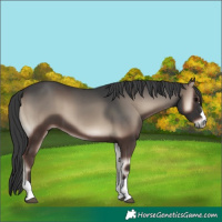 Horse Color:Blue Onyx
