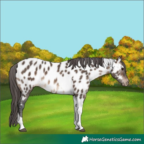 Horse Color:Brown Dun Tobiano Appaloosa 