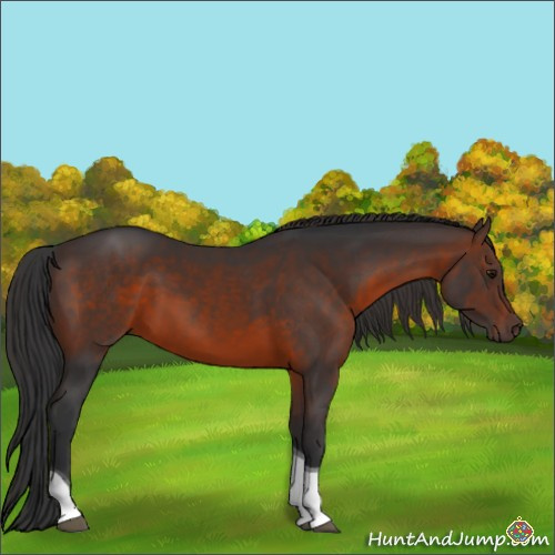Horse Color:Brown Tobiano 