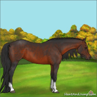 Horse Color:Brown Tobiano 