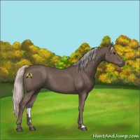 Horse Color:Silver Black