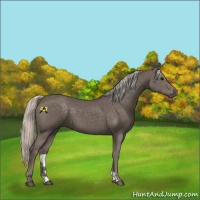 Horse Color:Silver Black 