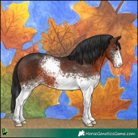 Horse Color:White Spotted Brown