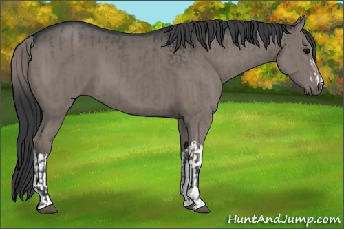 Horse Color:Grullo and Grullo