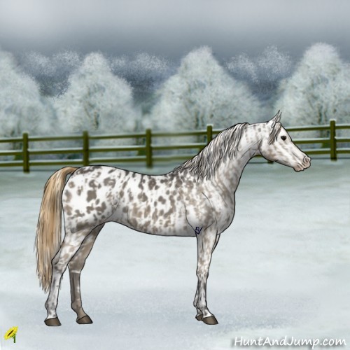 Horse Color:Smoky Grullo Appaloosa  and Smoky Grullo Appaloosa 