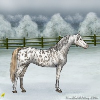 Horse Color:Smoky Grullo Appaloosa  and Smoky Grullo Appaloosa 