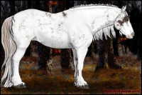 Horse Color:Liver Chestnut Sabino 