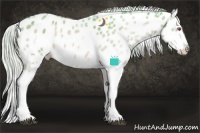 Horse Color:Watercolor White Spotted Silver Bay Chinchilla Ice Appaloosa 