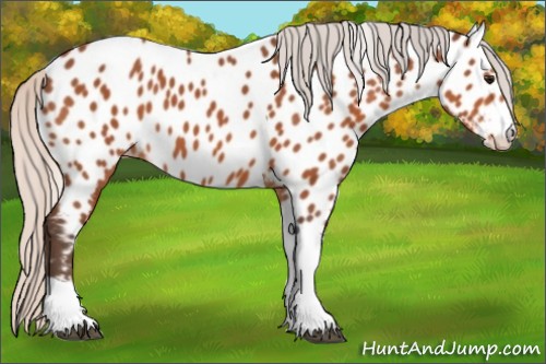 Horse Color:Silver Bay Tobiano Appaloosa Rabicano 