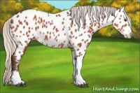 Horse Color:Silver Bay Tobiano Appaloosa Rabicano 