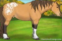 Horse Color:Buckskin Tobiano Appaloosa Rabicano