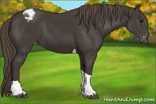 Horse Color:Smoky Black Tobiano Appaloosa Rabicano