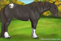 Horse Color:Smoky Black Tobiano Appaloosa Rabicano