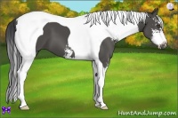 Horse Color:Black Sabino Tobiano 