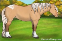 Horse Color:Silver Buckskin Dun Tobiano Appaloosa 