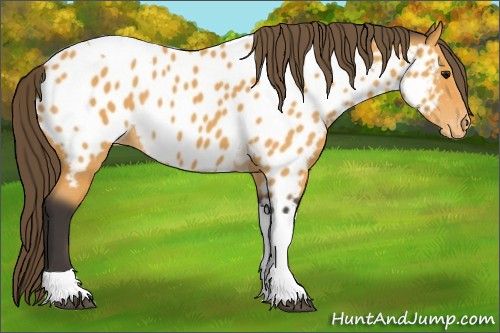Horse Color:Buckskin Tobiano Appaloosa Rabicano 