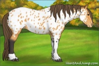 Horse Color:Buckskin Tobiano Appaloosa Rabicano 