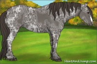 Horse Color:Smoky Black Ice 