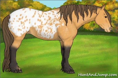Horse Color:Buckskin Appaloosa Rabicano